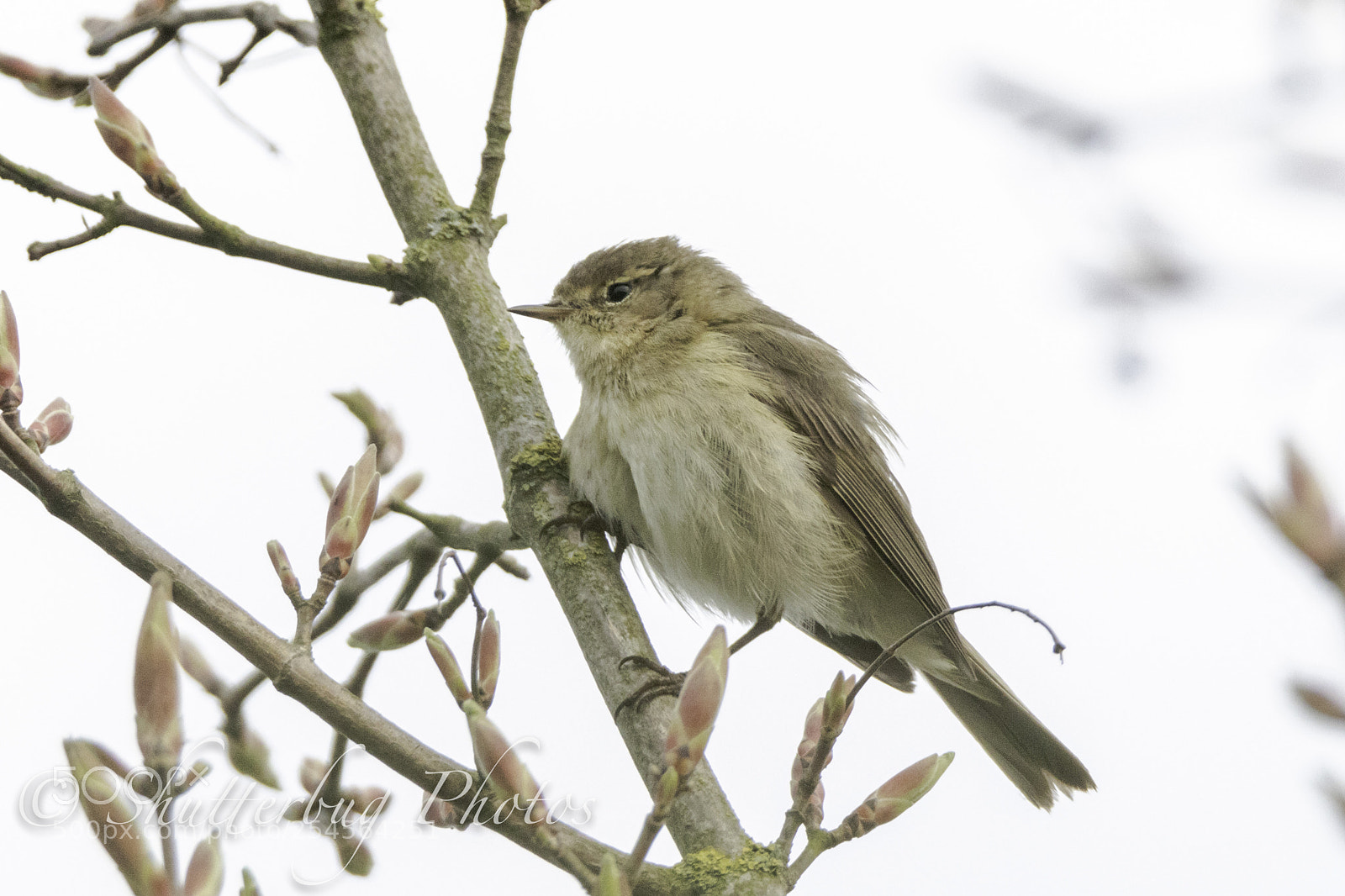 Canon EOS 80D sample photo. Langford chiffchaff photography