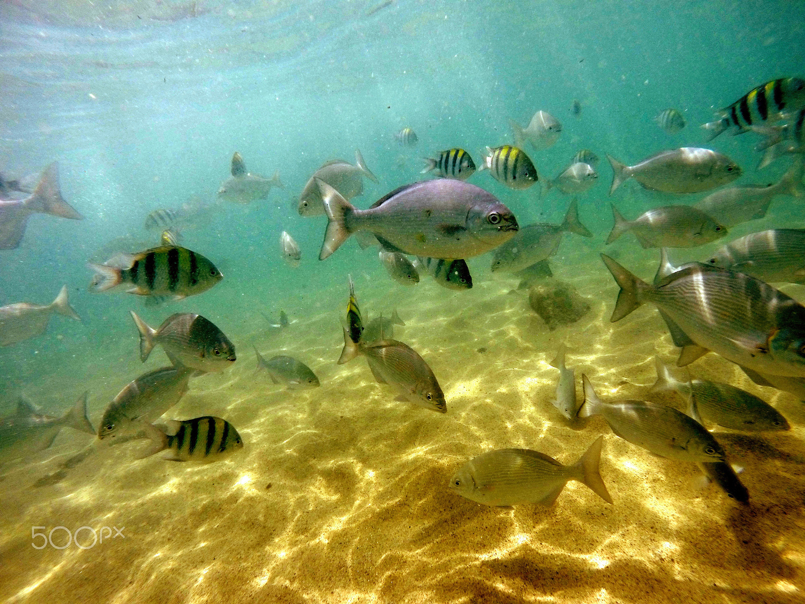 GoPro HERO3+ Black Edition sample photo. Reef fish photography