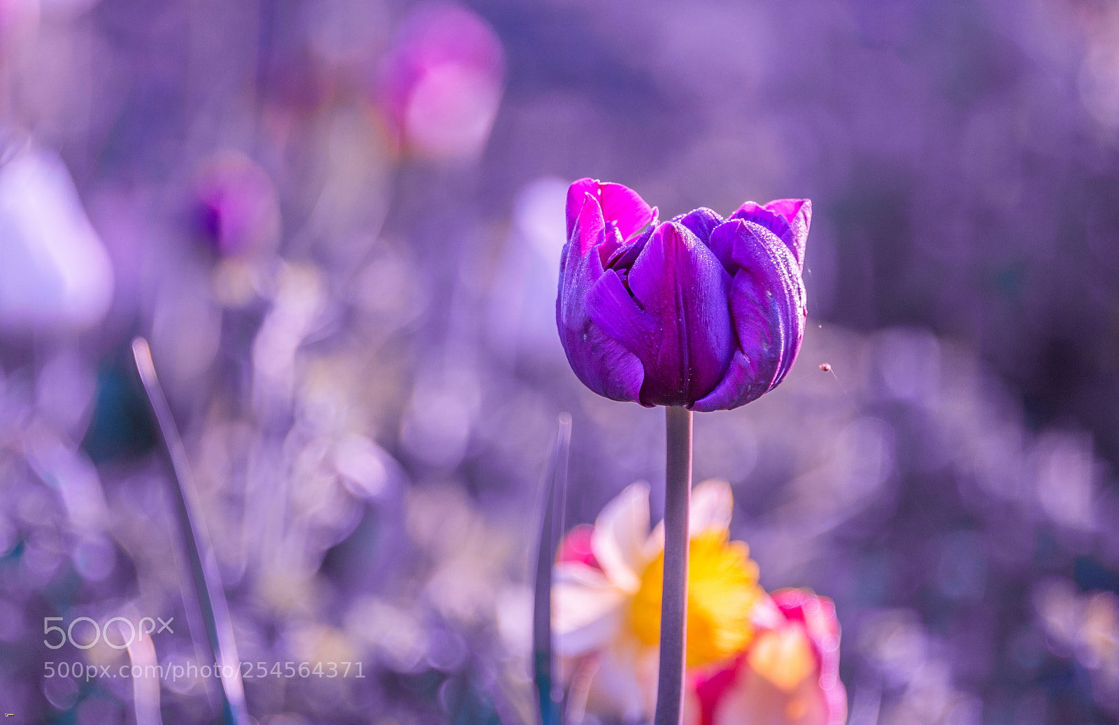 Nikon D800 sample photo. Purple world photography