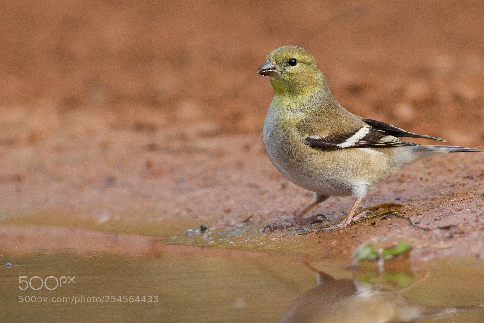 Canon EOS-1D Mark IV sample photo. Lesser goldfinch photography