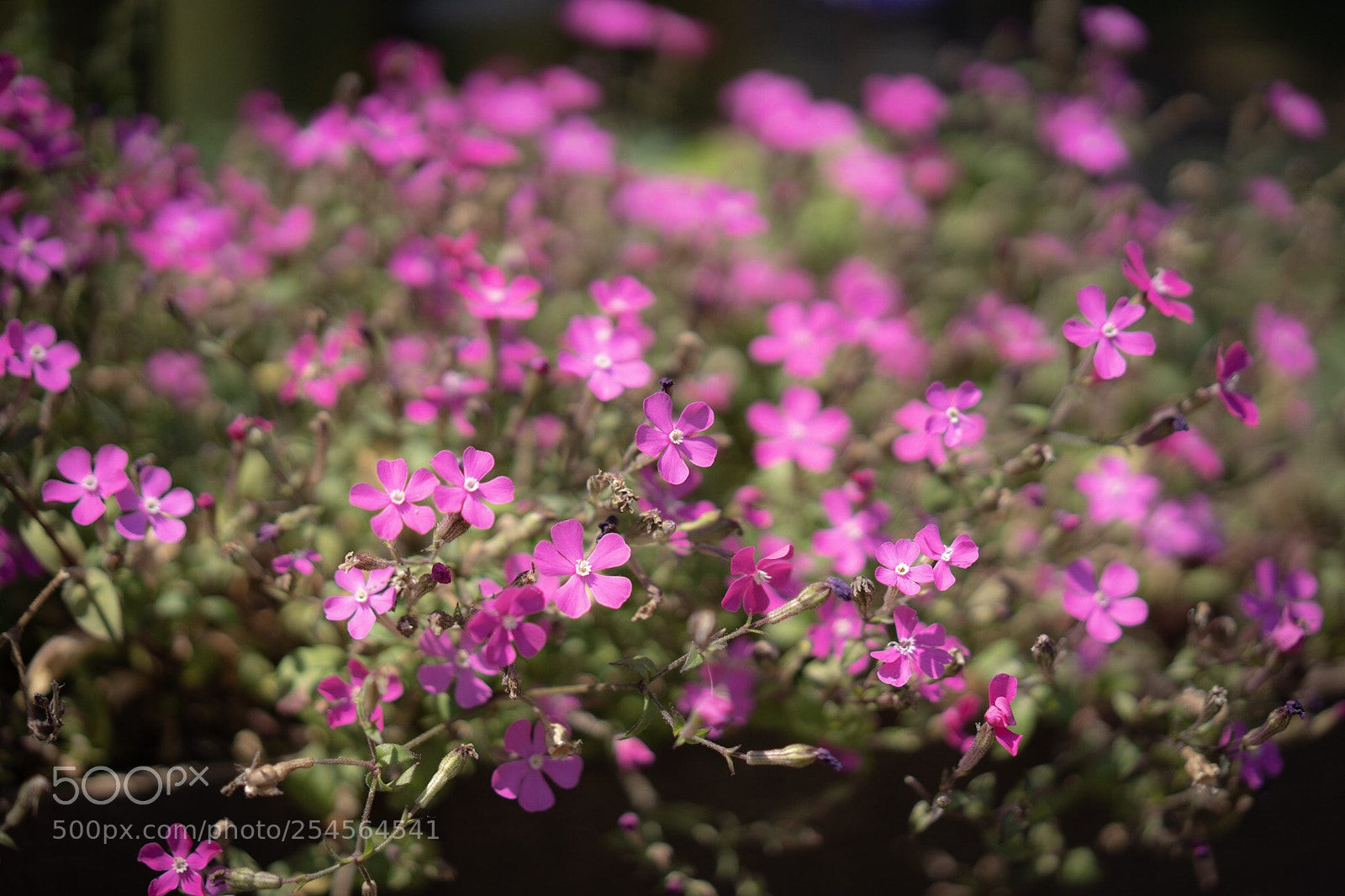 Sony a7 III sample photo. Moss phlox in japan photography