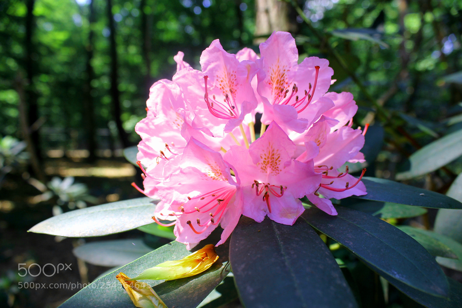 Canon EOS 1100D (EOS Rebel T3 / EOS Kiss X50) sample photo. Pinkie photography