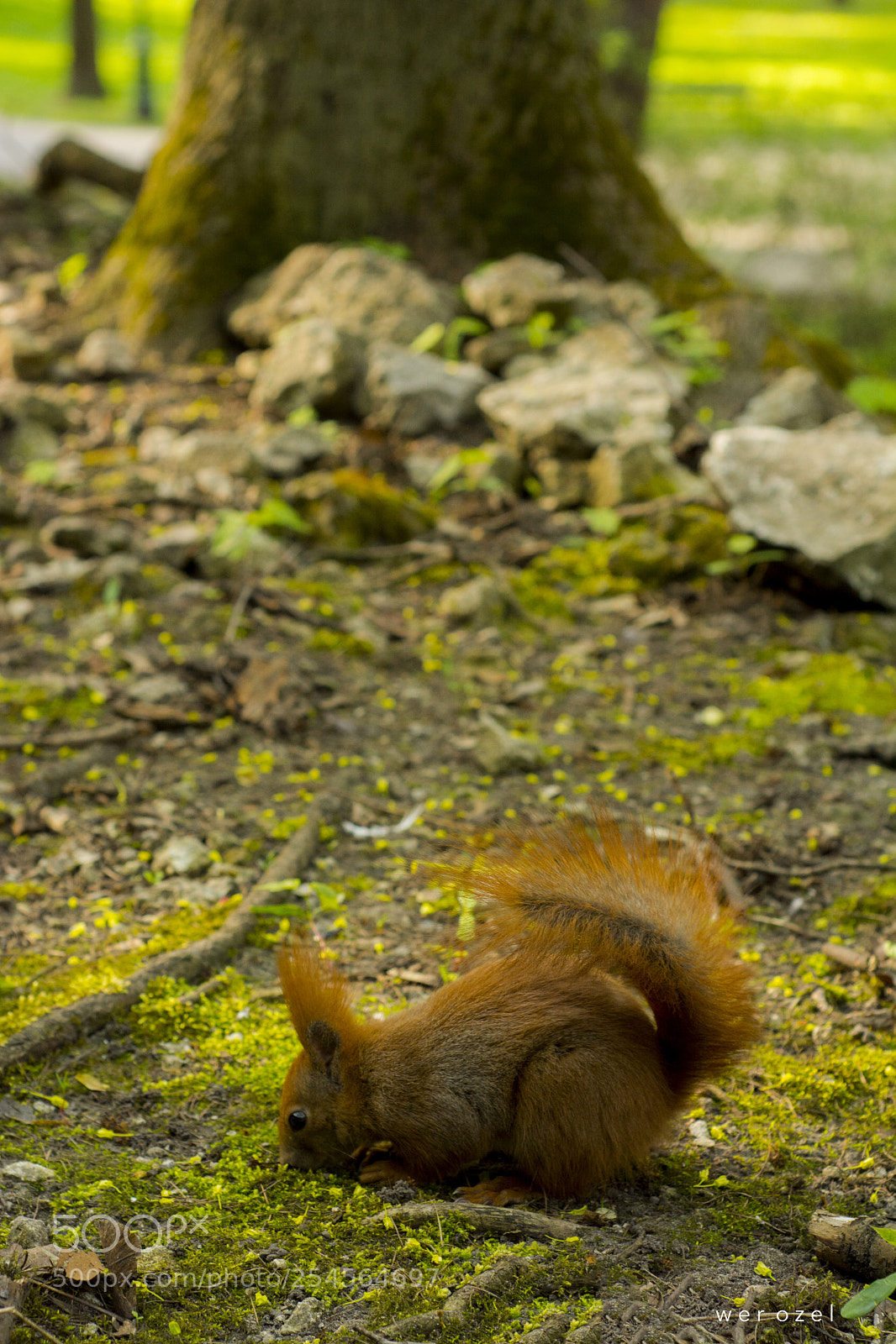 Nikon D7100 sample photo. Park life photography