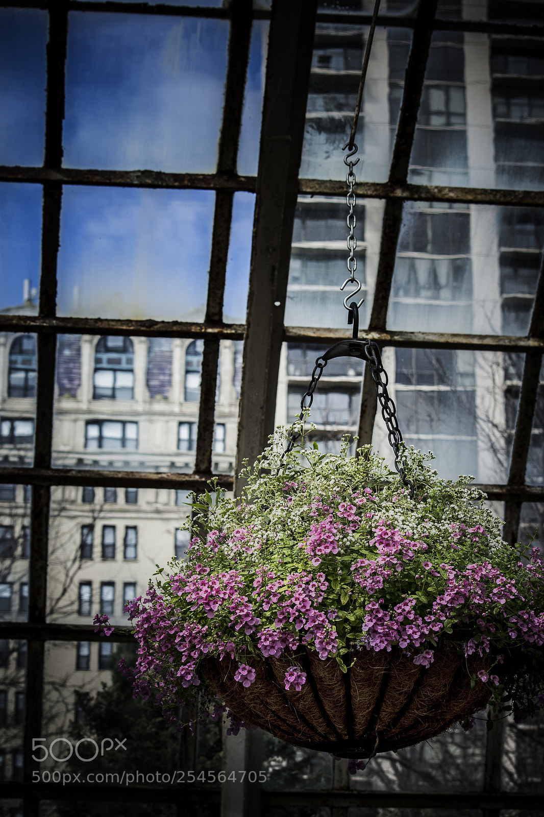 Nikon D7200 sample photo. Urban nature photography