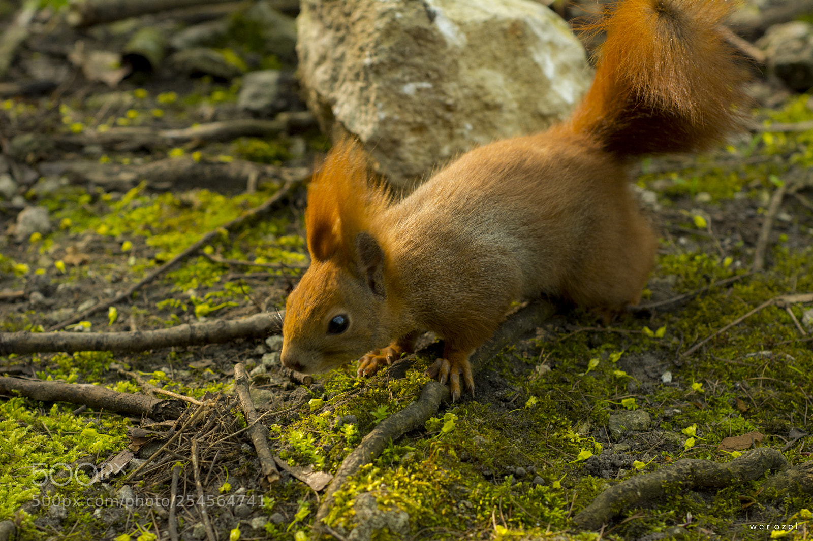 Nikon D7100 sample photo. Park life photography