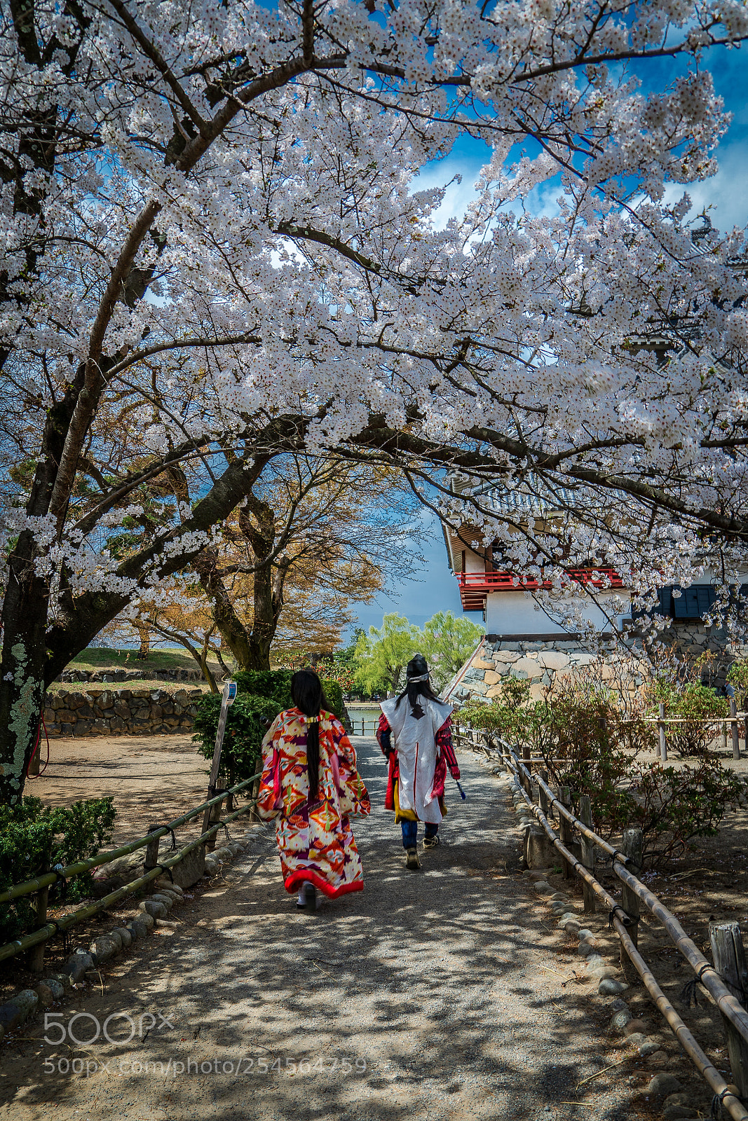 Sony a7 III sample photo. Sakura stroll photography