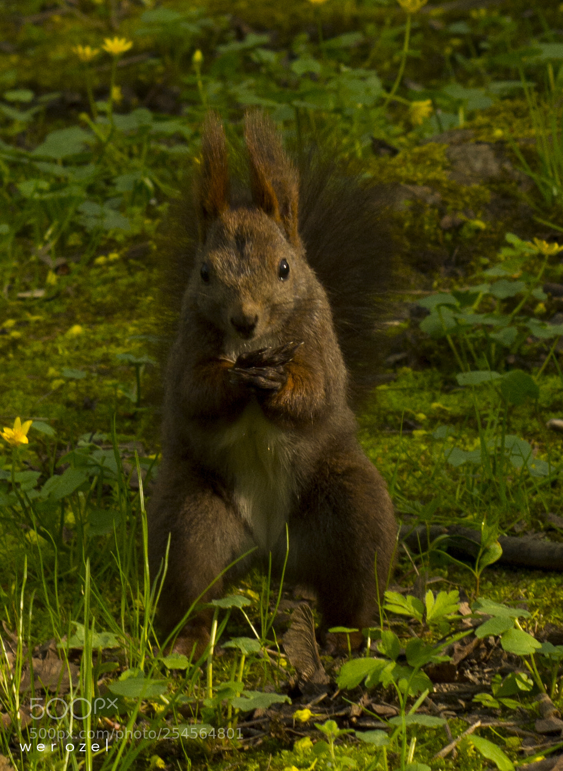 Nikon D7100 sample photo. Park life photography