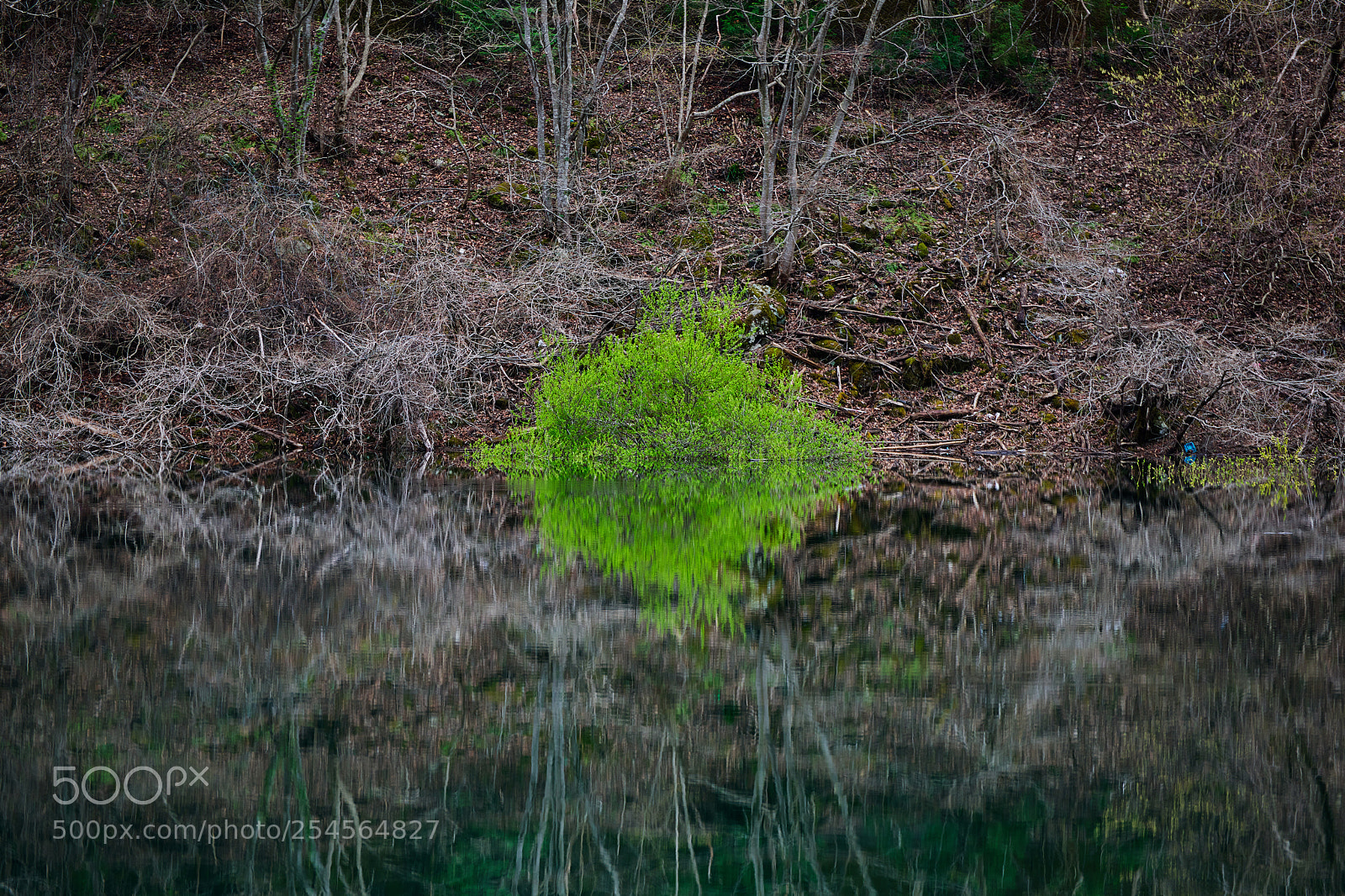 Nikon D850 sample photo. Green ball photography