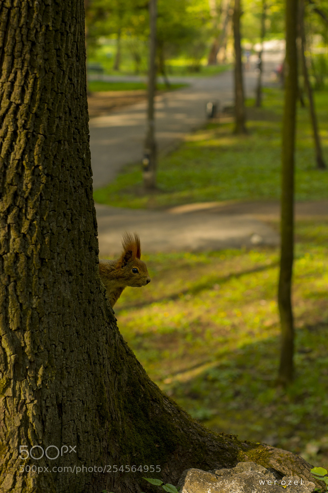 Nikon D7100 sample photo. Park life photography