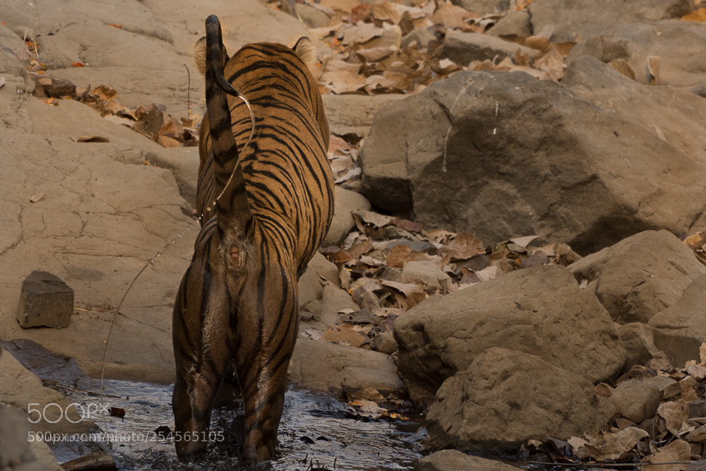 Nikon D7100 sample photo. T60 photography