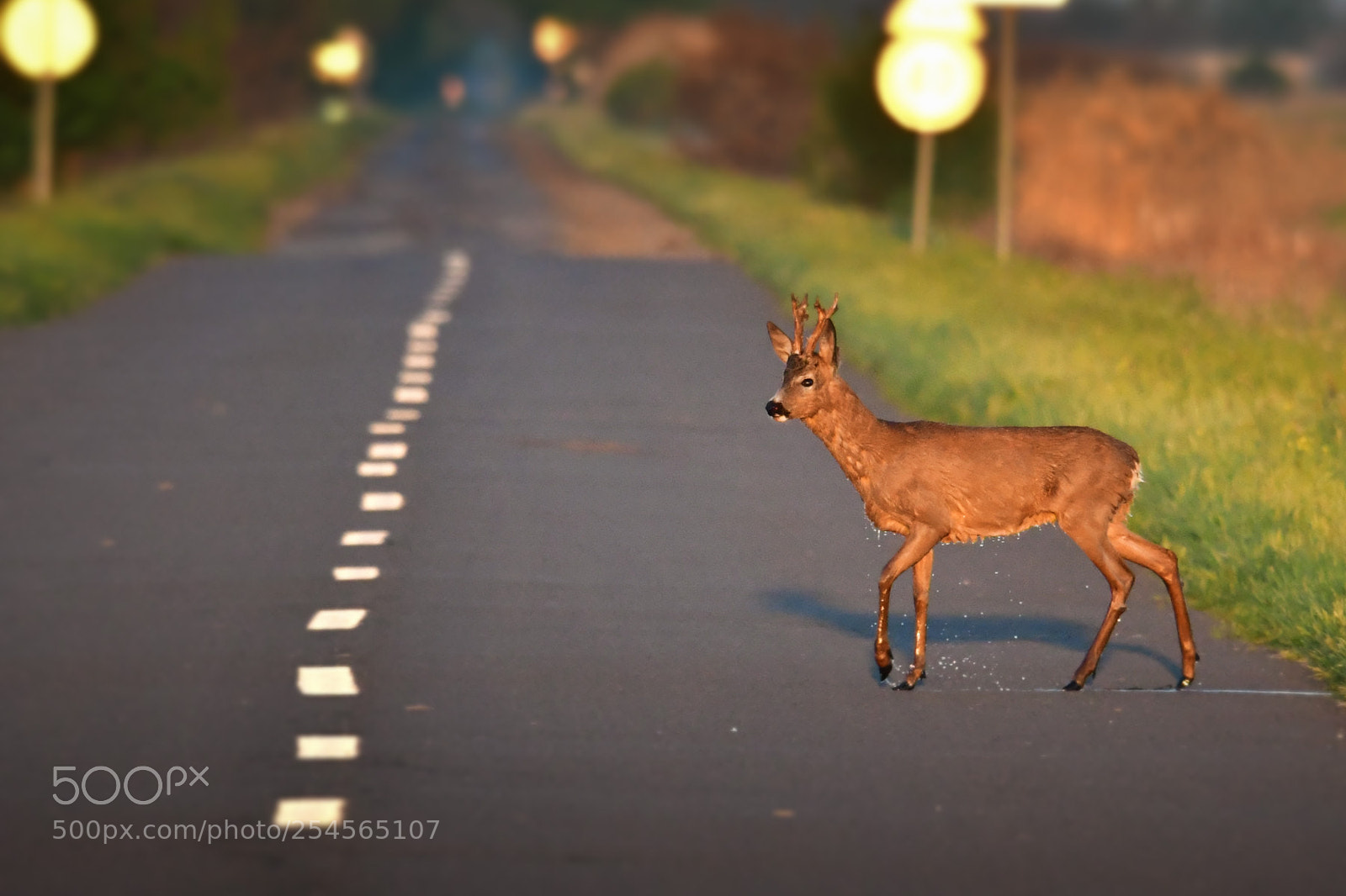 Nikon D500 sample photo. The wild hitchhiker photography