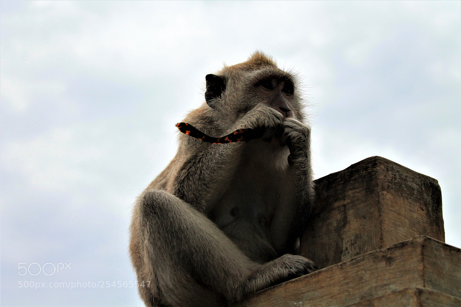 Canon EOS 1100D (EOS Rebel T3 / EOS Kiss X50) sample photo. Monkey with prey photography