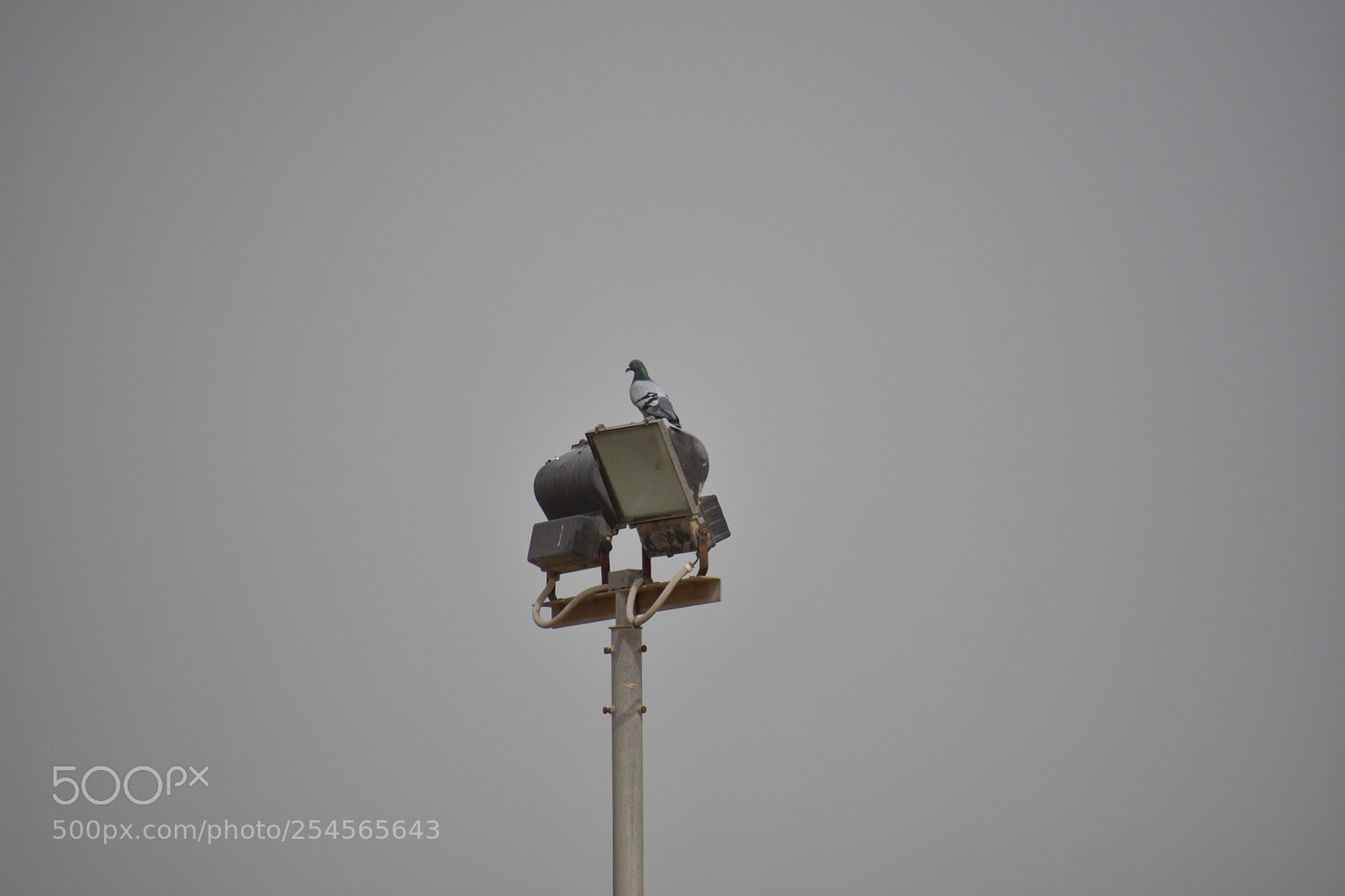 Nikon D3400 sample photo. Pigeon photography