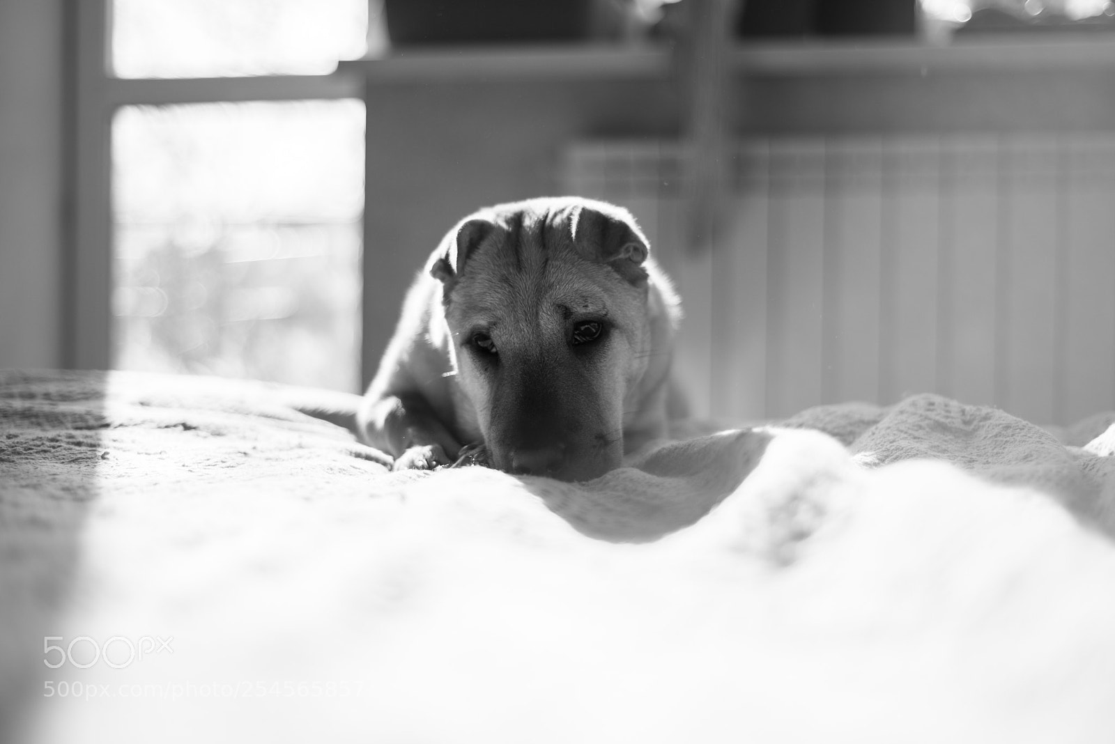 Nikon D610 sample photo. **** photography