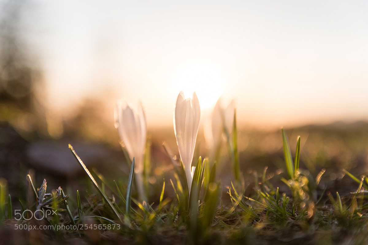 Nikon D7500 sample photo. Crocus photography