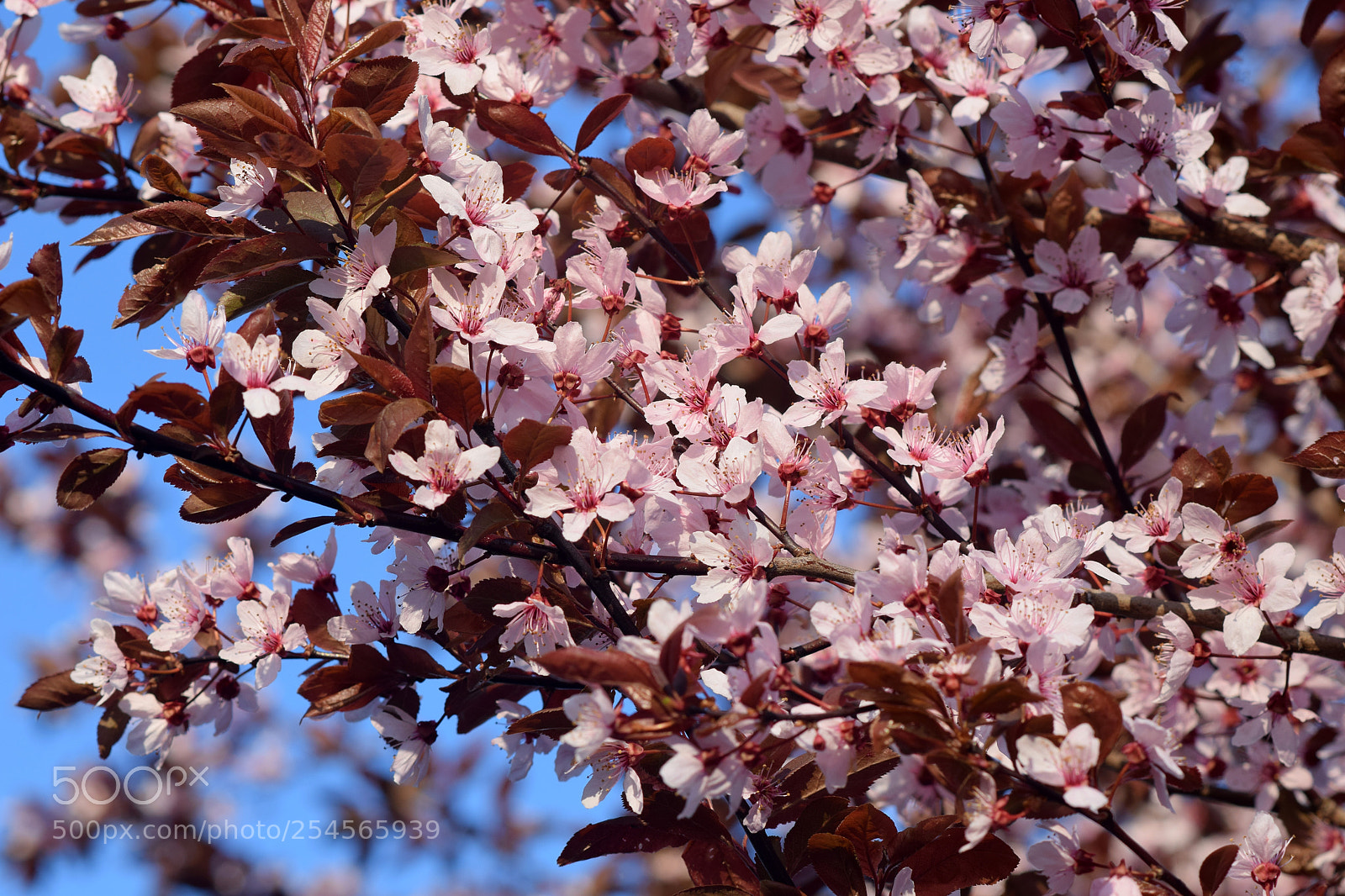 Nikon D5300 sample photo. Spring photography