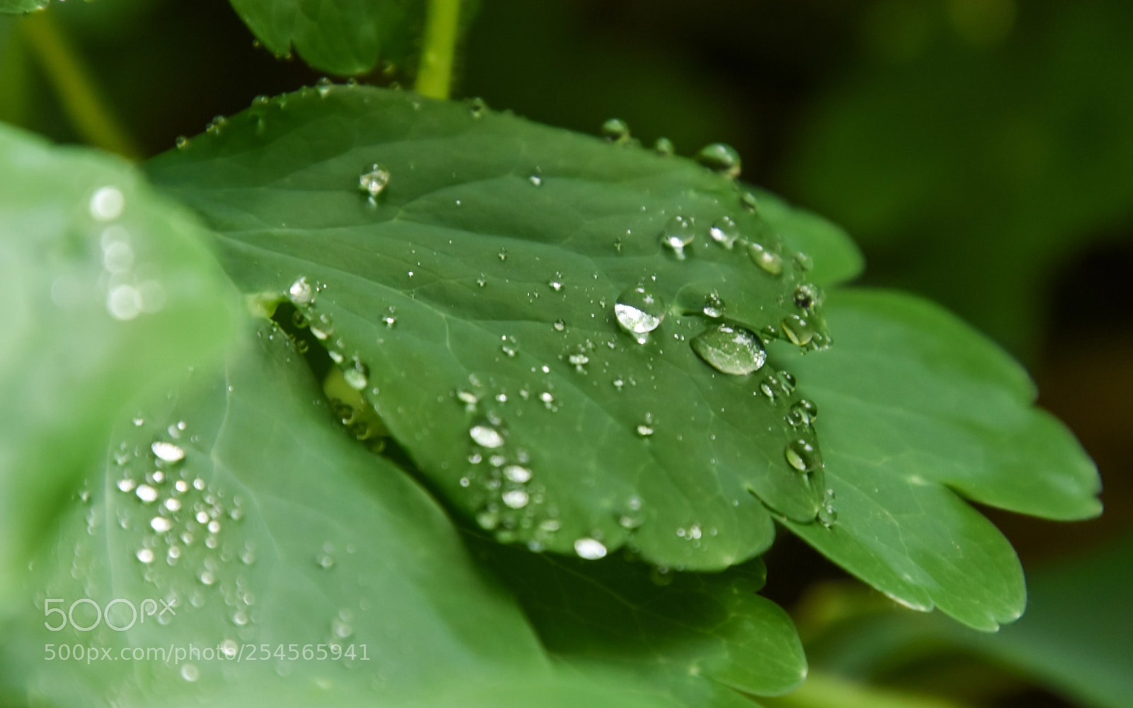 Nikon D7200 sample photo. Hydrophobicity photography