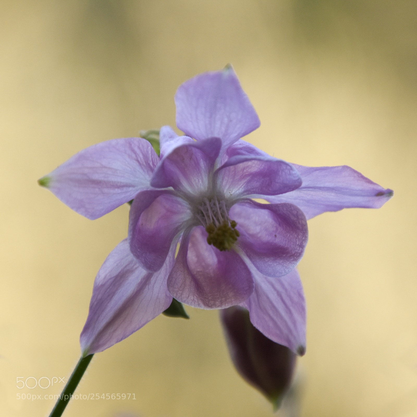 Nikon D7200 sample photo. Aquilegia flower photography