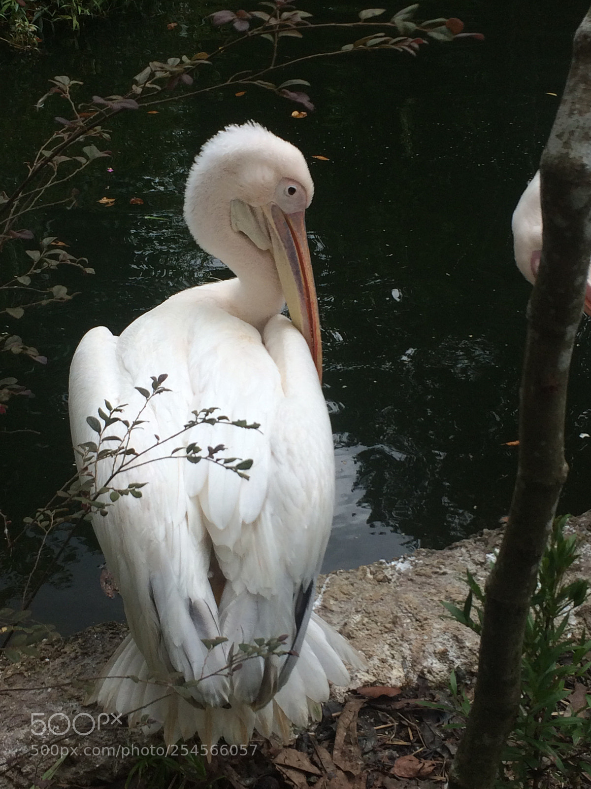 Apple iPhone 5s sample photo. Giant white pelican pt 1 photography