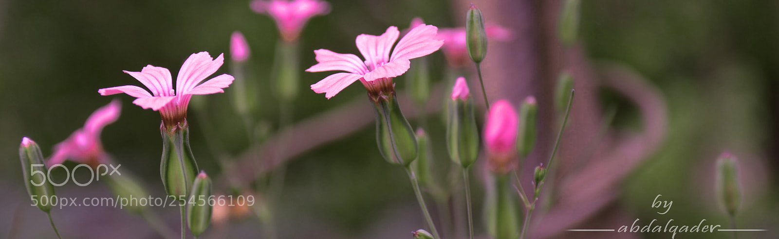 Nikon D7000 sample photo. Today :) photography