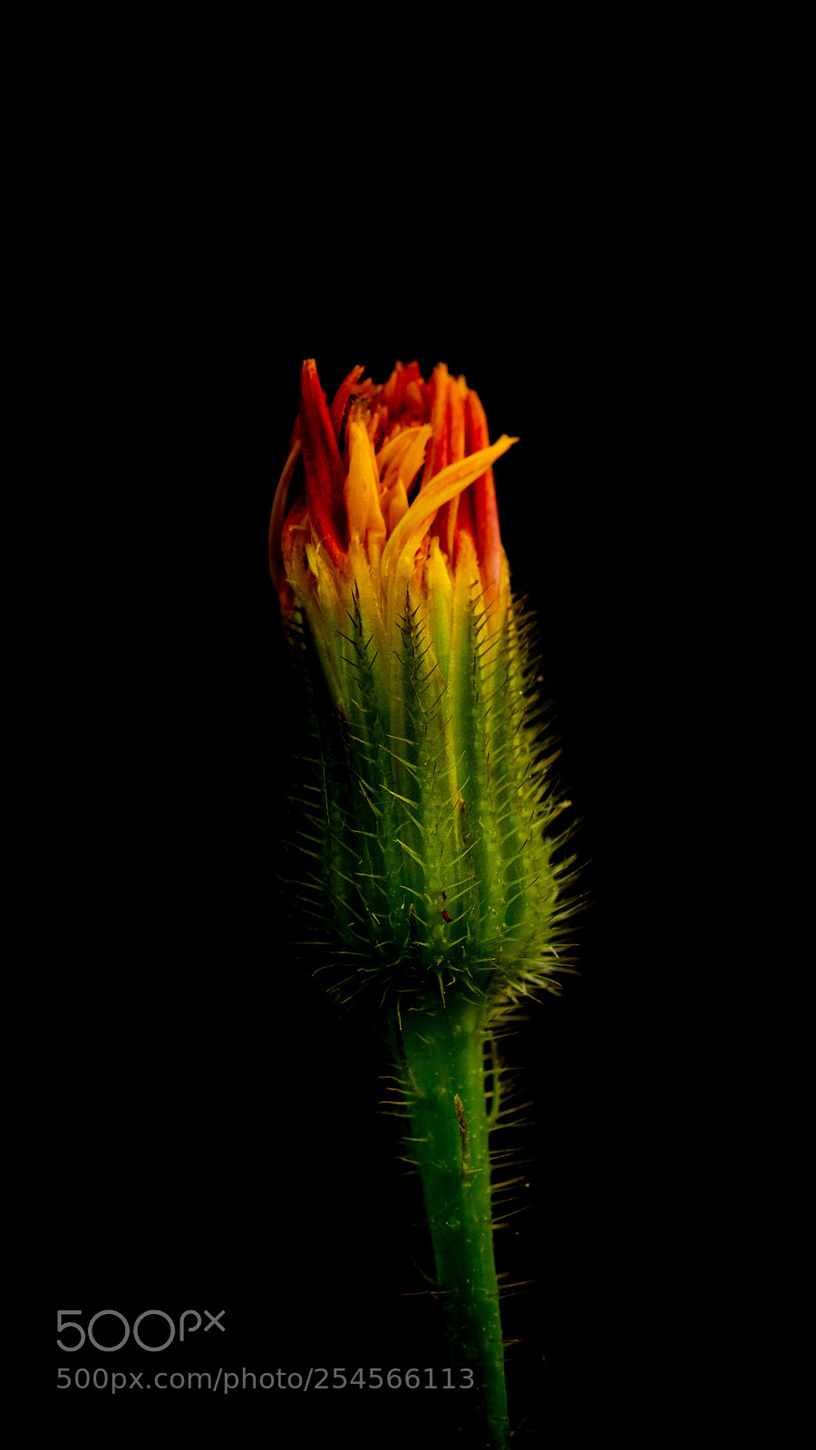 Nikon D5100 sample photo. In nero photography