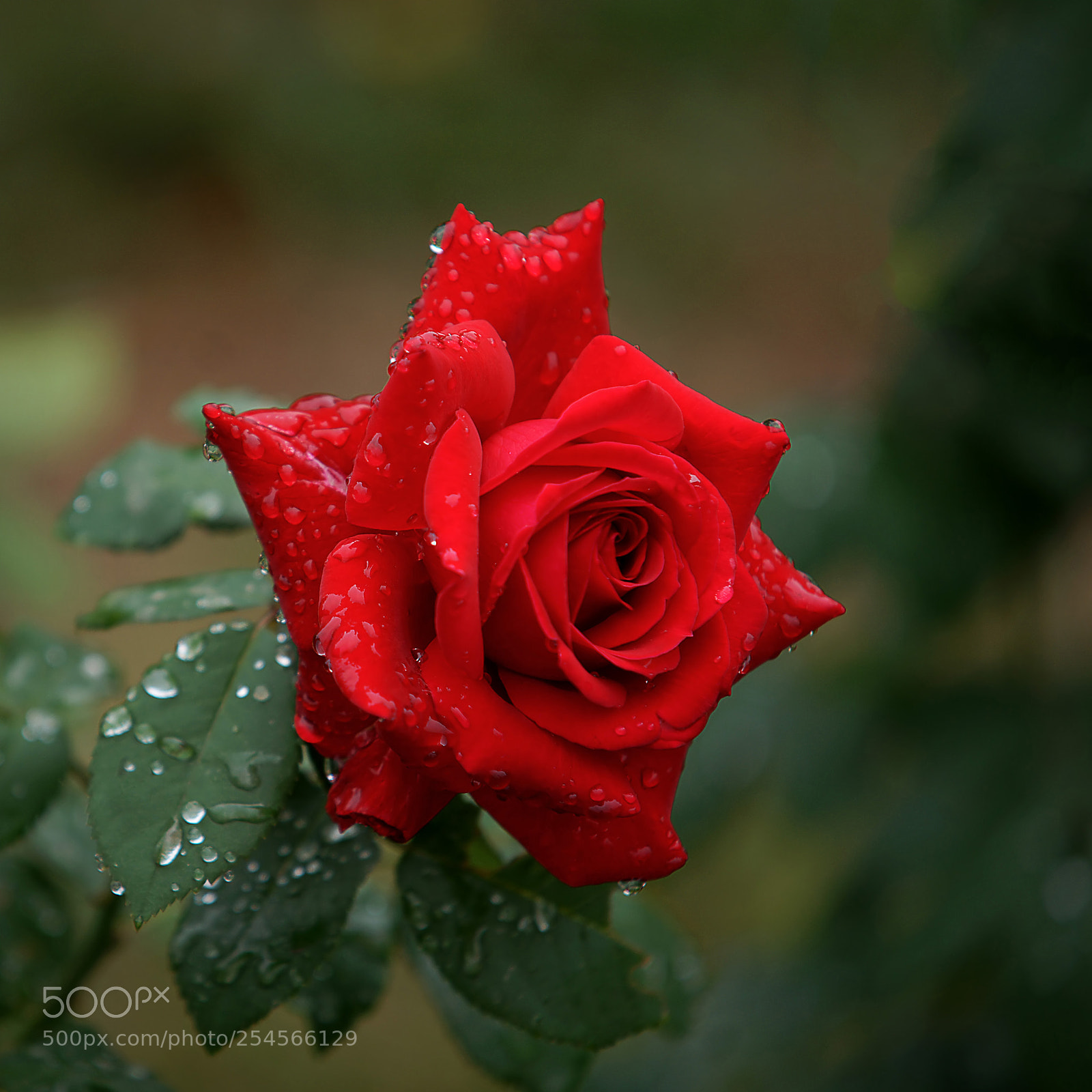 Sony a7R II sample photo. 雨后红月季（月季系列） photography