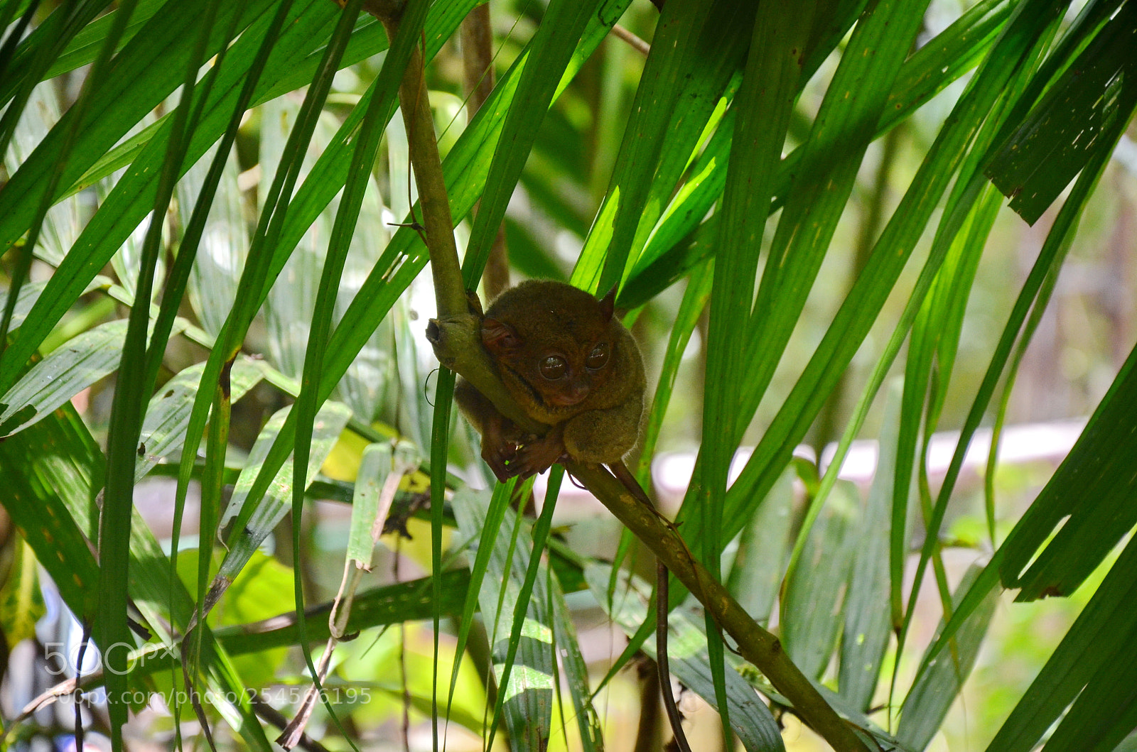 Nikon D5100 sample photo. Tarsier photography