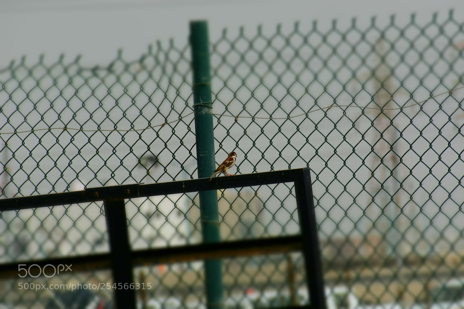 Nikon D3400 sample photo. Sparrow photography