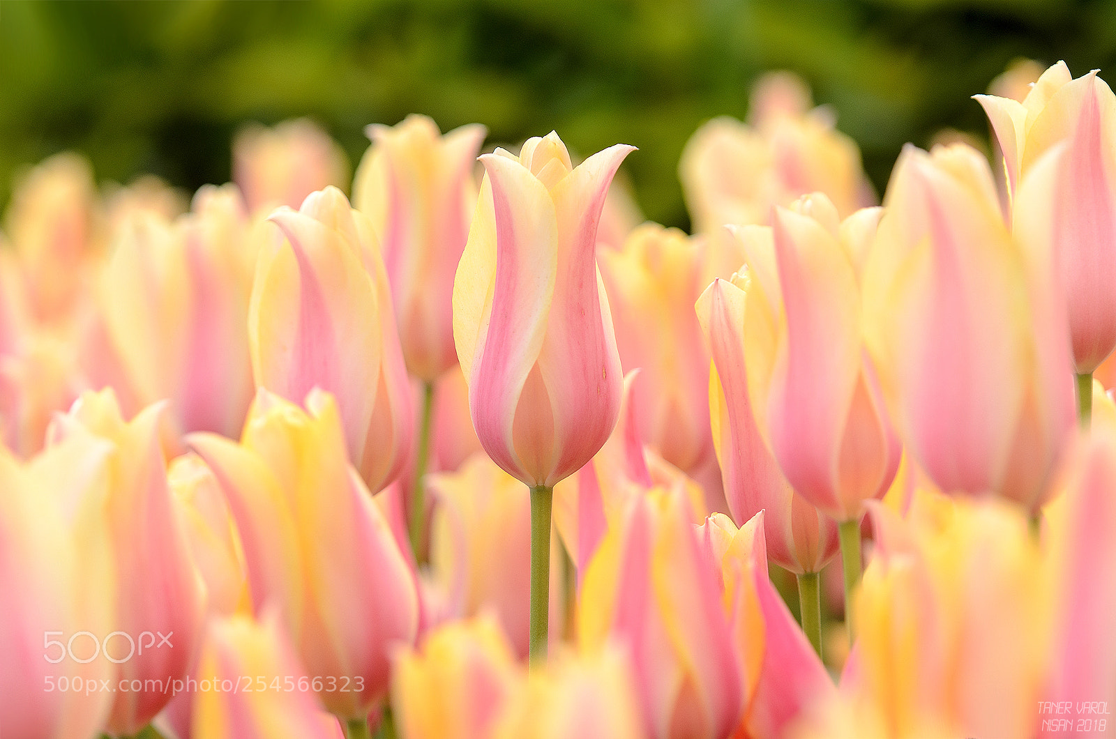 Nikon D7000 sample photo. Love-3 photography