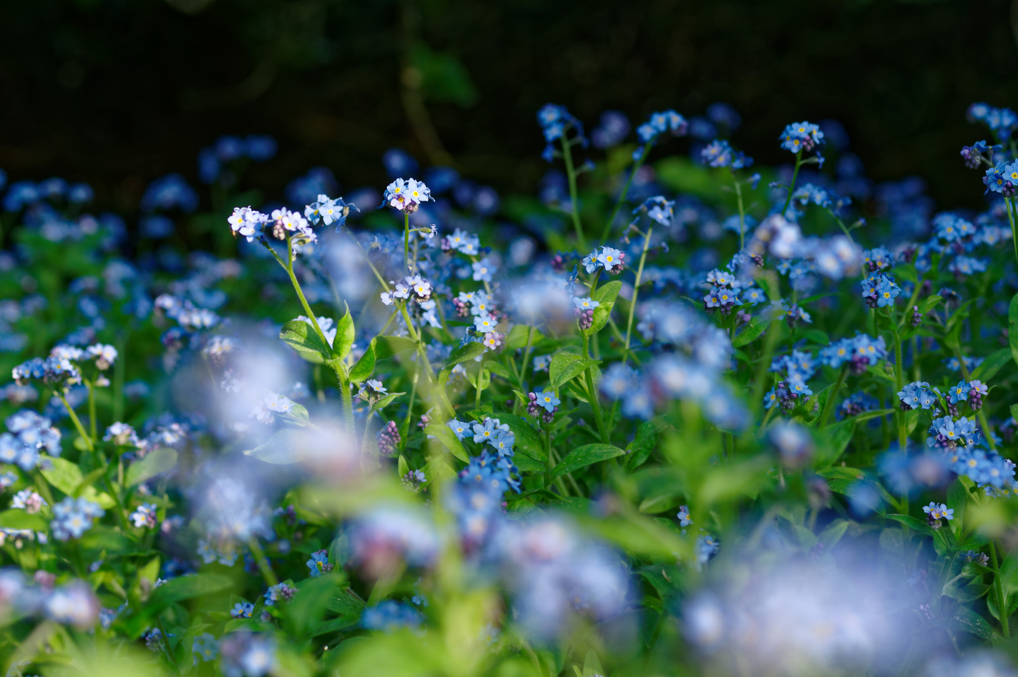 Pentax K-3 II sample photo. Pentax 50mm macro . for get me not. photography