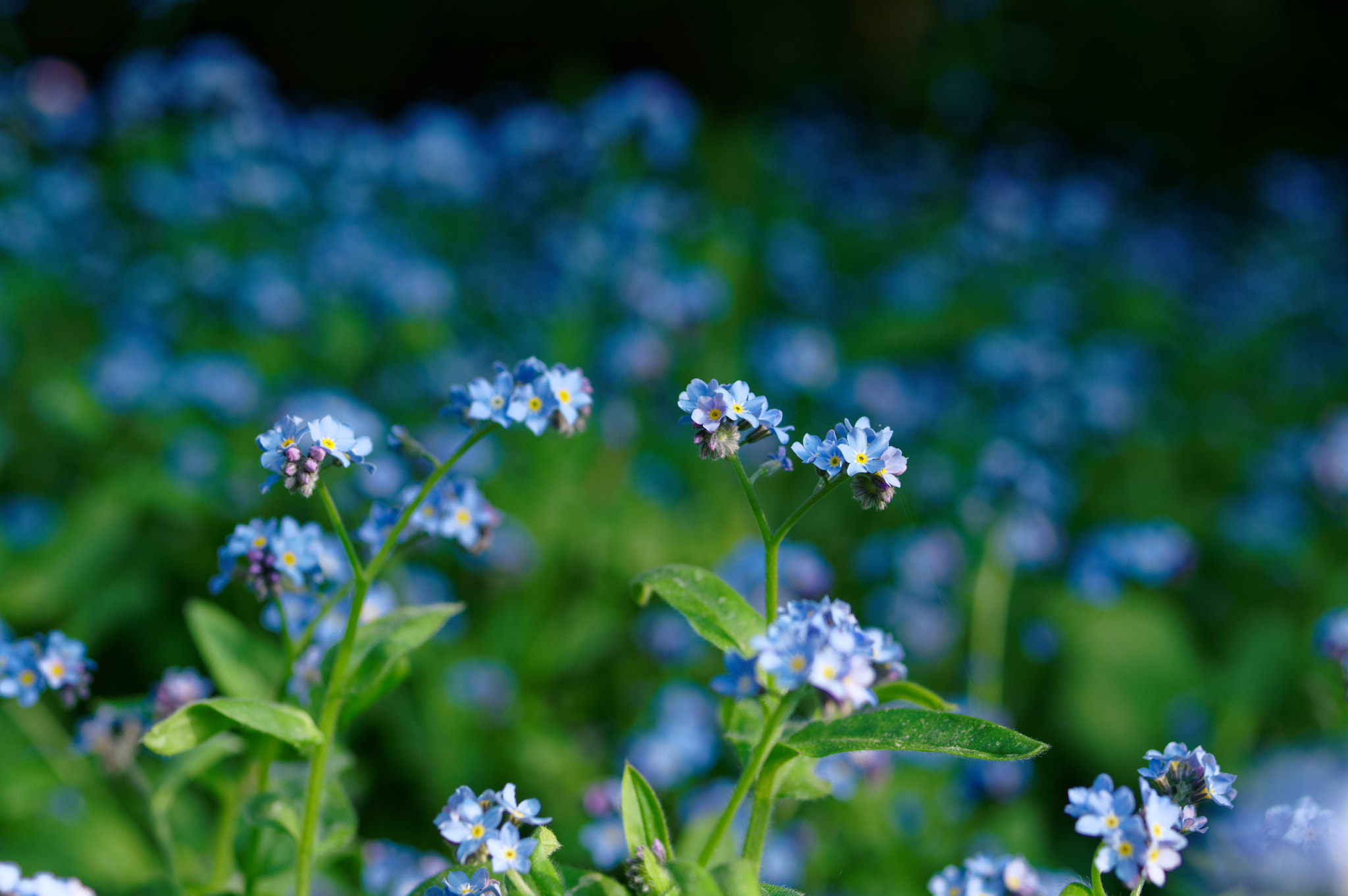 Pentax K-3 II sample photo. Pentax 50mm macro . for get me not. photography