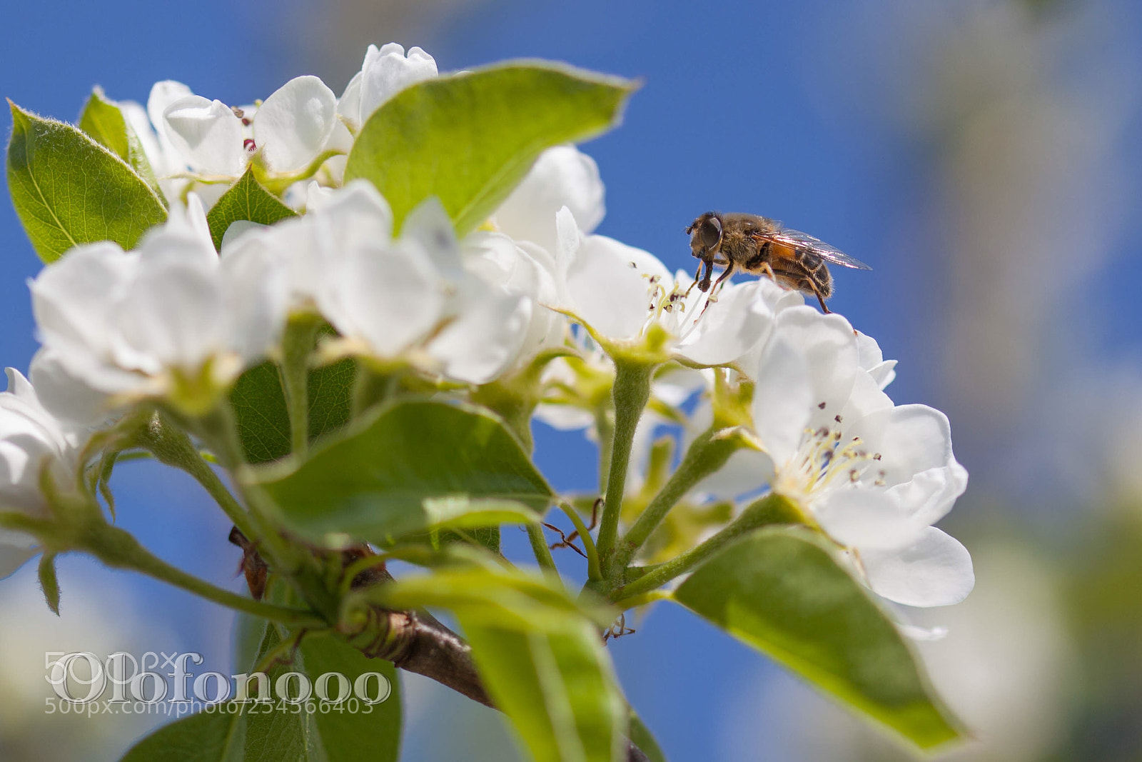 Canon EOS 5D Mark II sample photo. Hello hornet photography