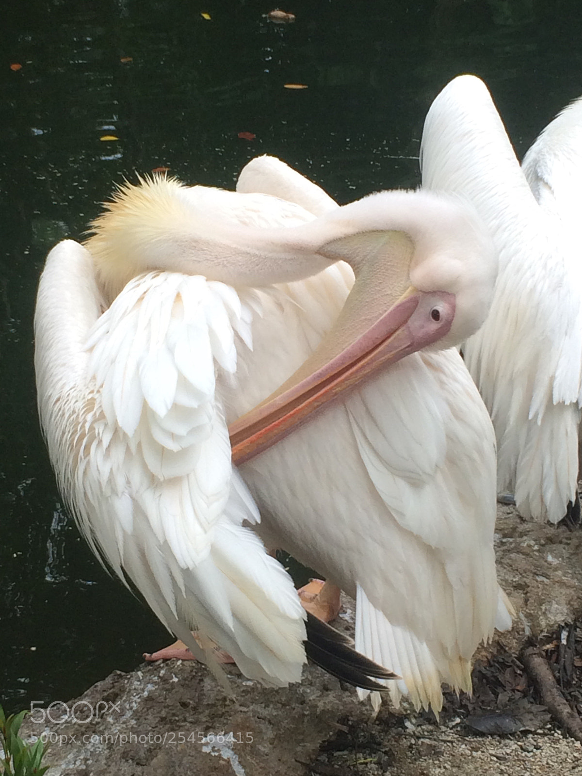 Apple iPhone 5s sample photo. Giant white pelican pt 2 photography