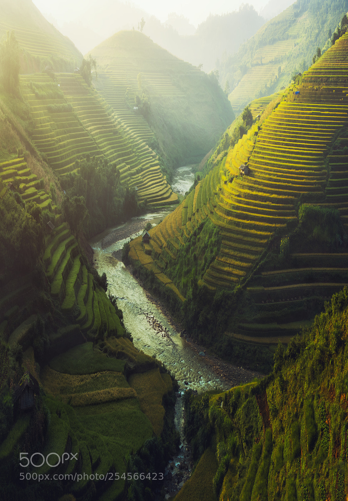 Nikon D810 sample photo. Vietnam rice terraced photography