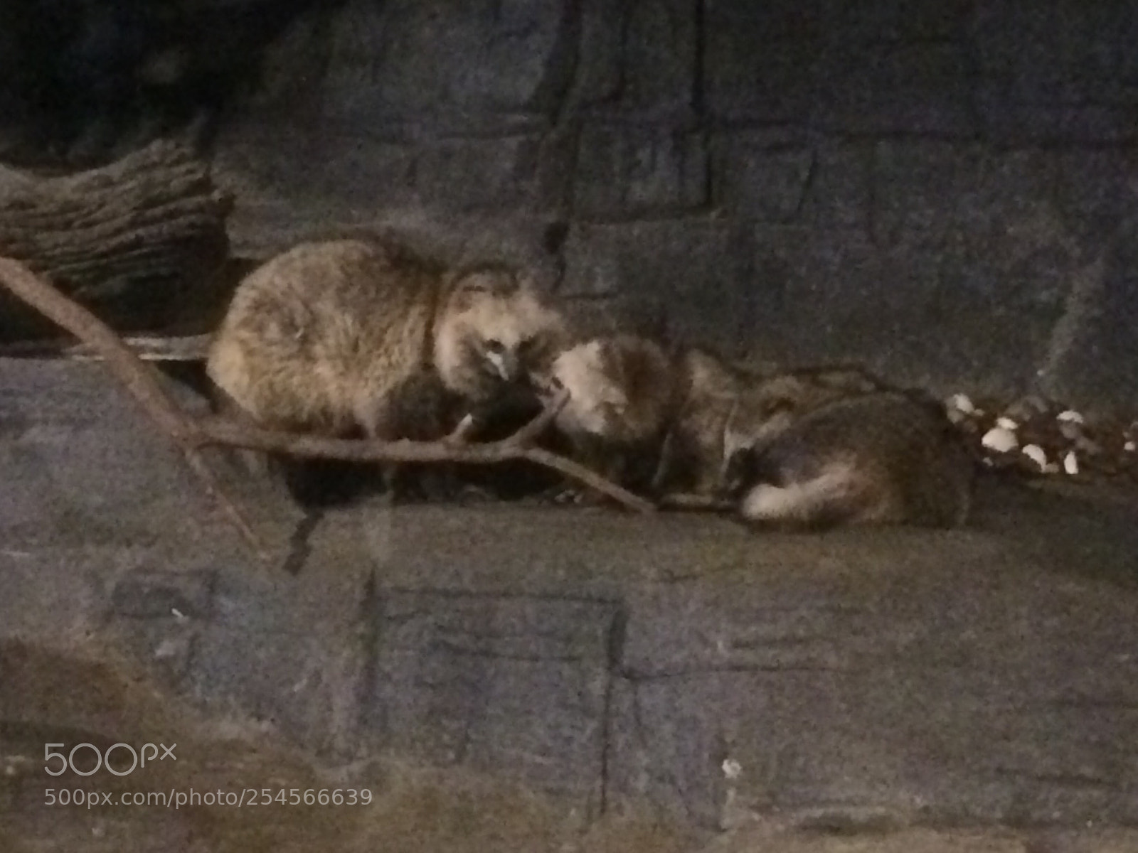 Apple iPhone 5s sample photo. Raccoon dogs showing affection  photography