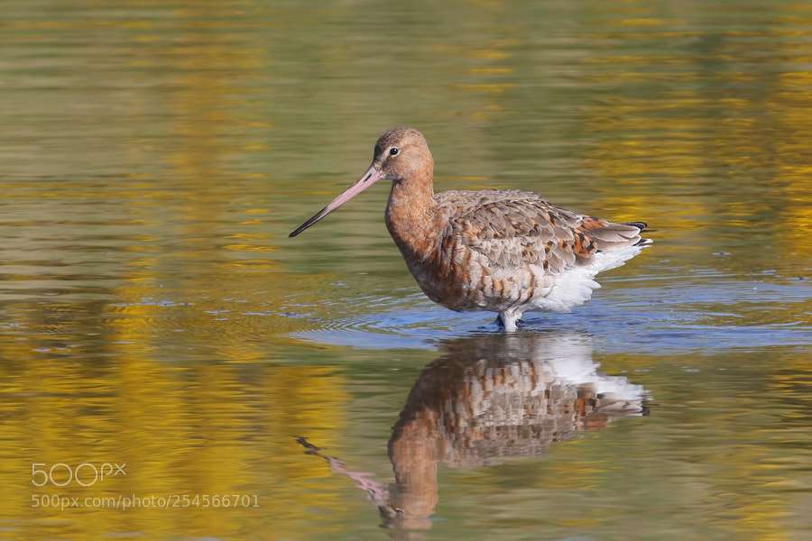 Canon EOS 7D Mark II sample photo. Black-tailed godwit photography