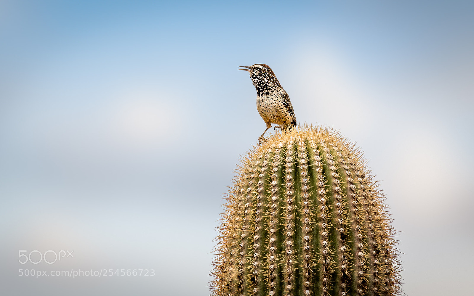Nikon D500 sample photo. Cactus wren photography