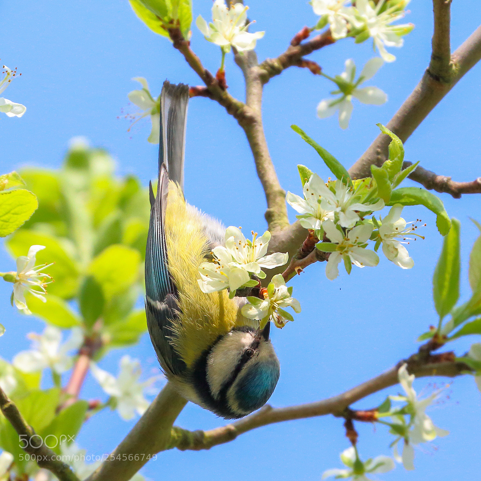 Canon EOS 70D sample photo. Crazy photography