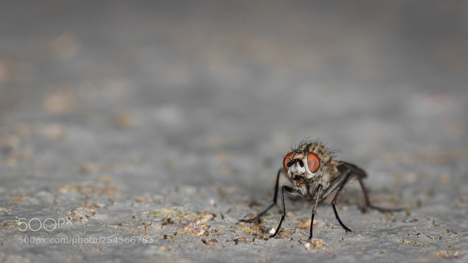 Canon EOS 600D (Rebel EOS T3i / EOS Kiss X5) sample photo. Posing small fly photography