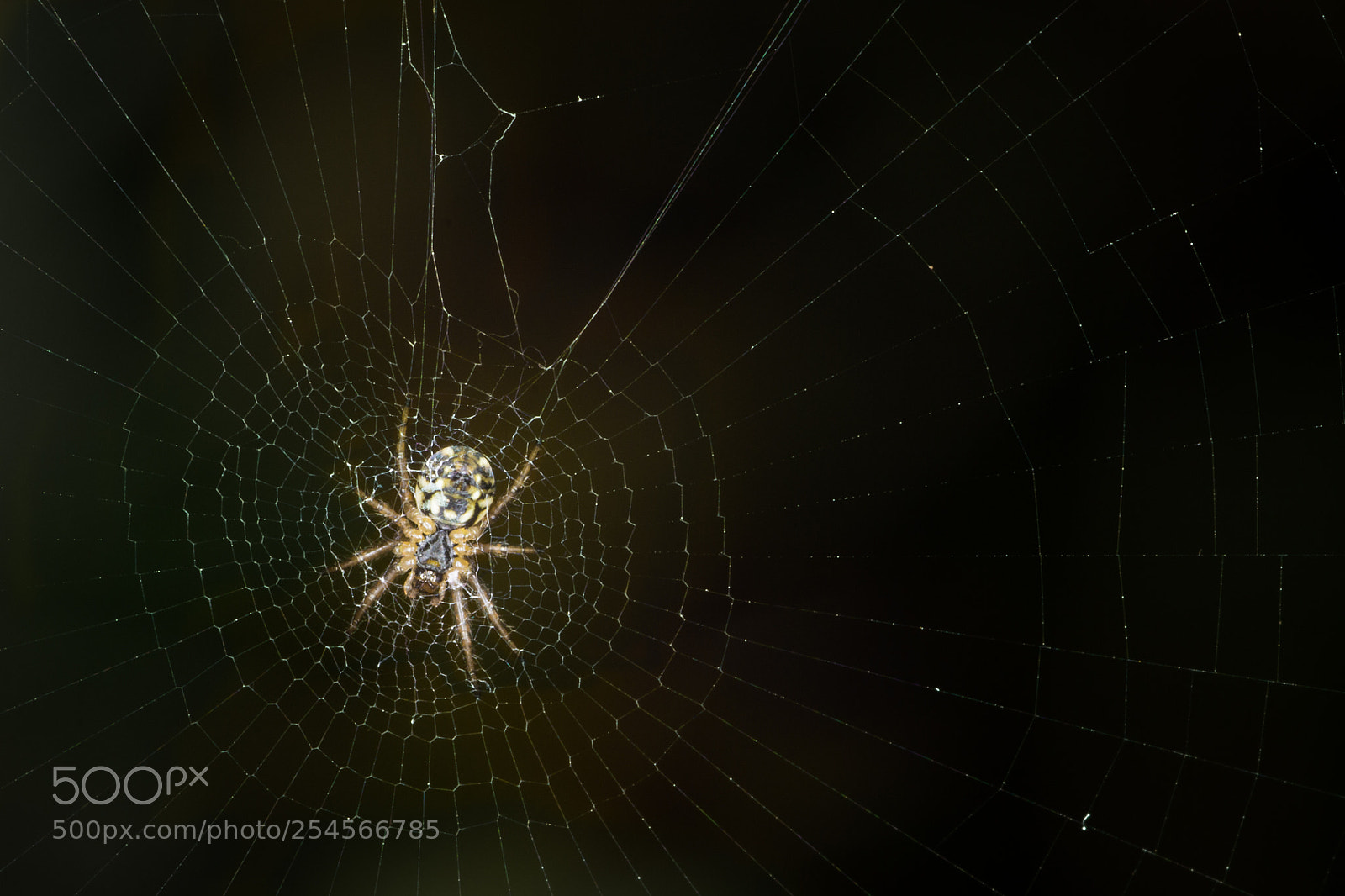 Canon EOS 600D (Rebel EOS T3i / EOS Kiss X5) sample photo. Small spider on web photography