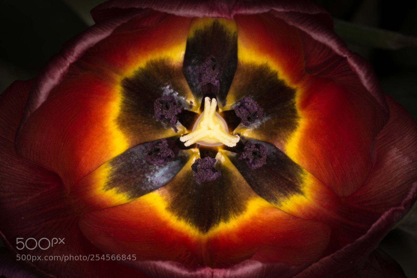 Canon EOS 600D (Rebel EOS T3i / EOS Kiss X5) sample photo. Tulipa orphanidea photography