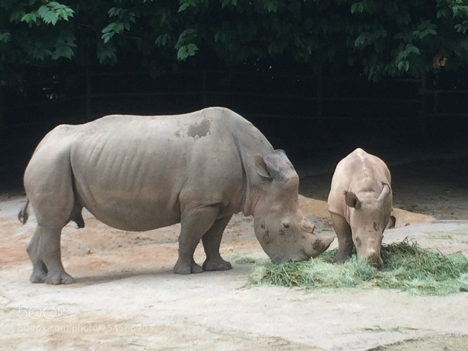 Apple iPhone 5s sample photo. Rhinos eating grass photography