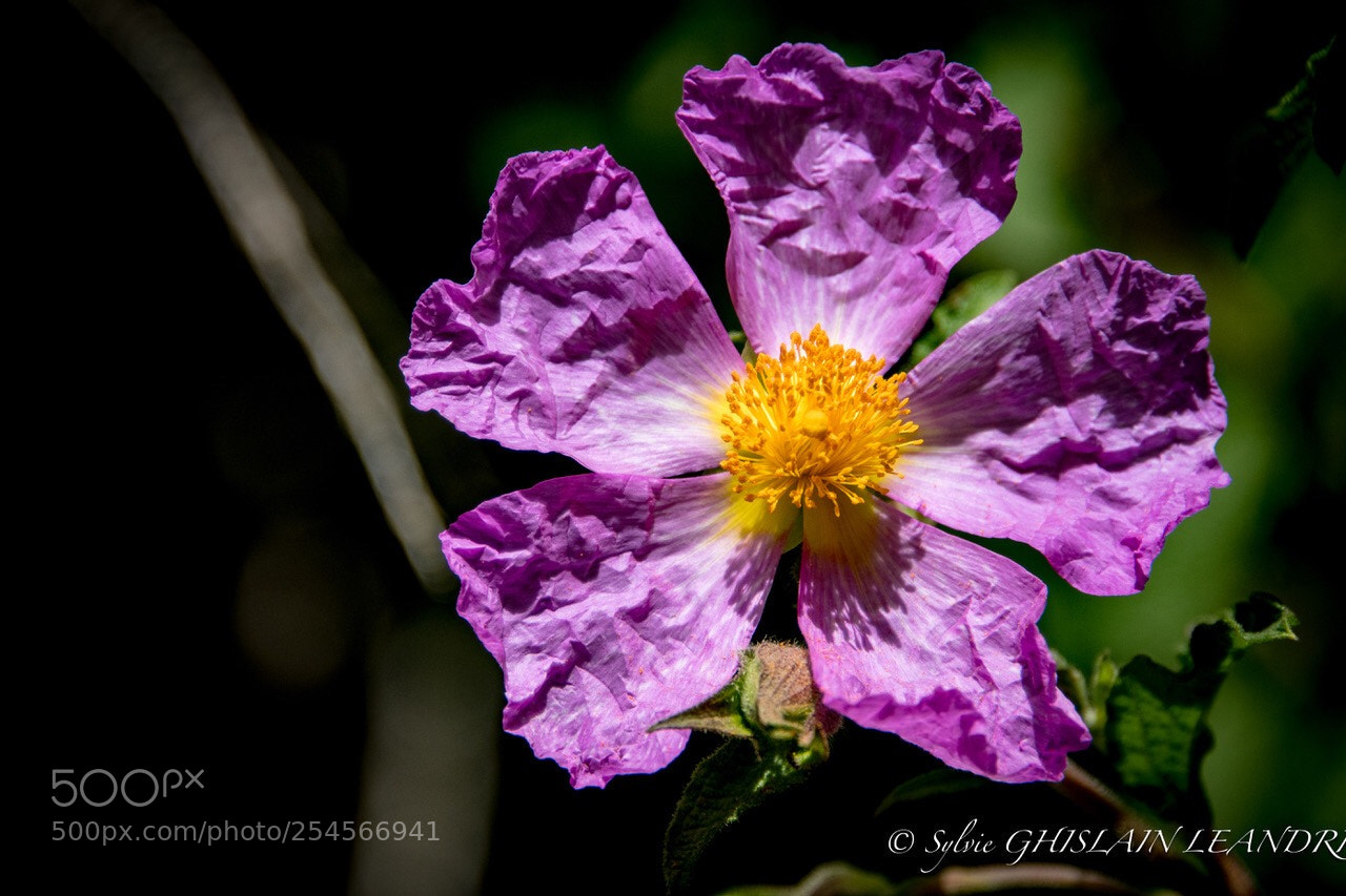 Nikon D500 sample photo. Fleur papier photography