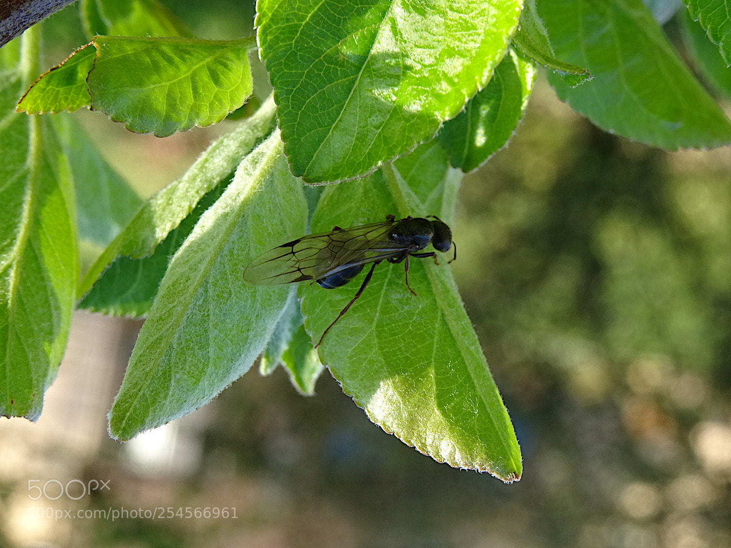 Sony DSC-HX60 sample photo. From one leaf to photography