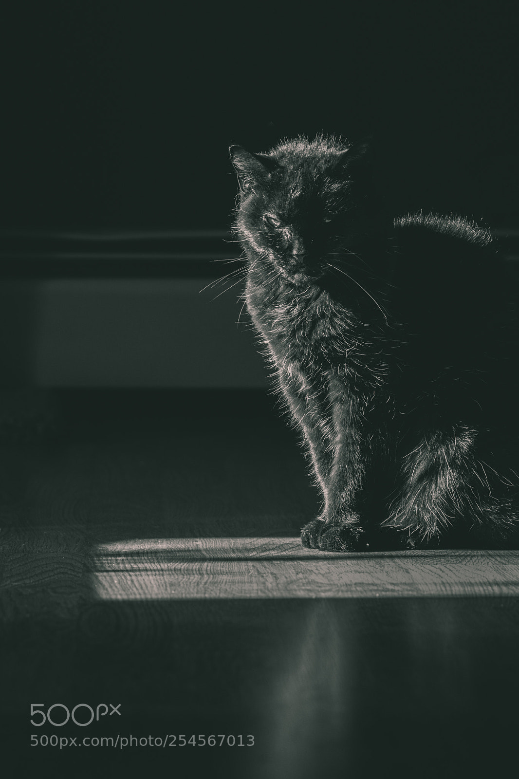 Nikon D7100 sample photo. Caturday spotlight photography