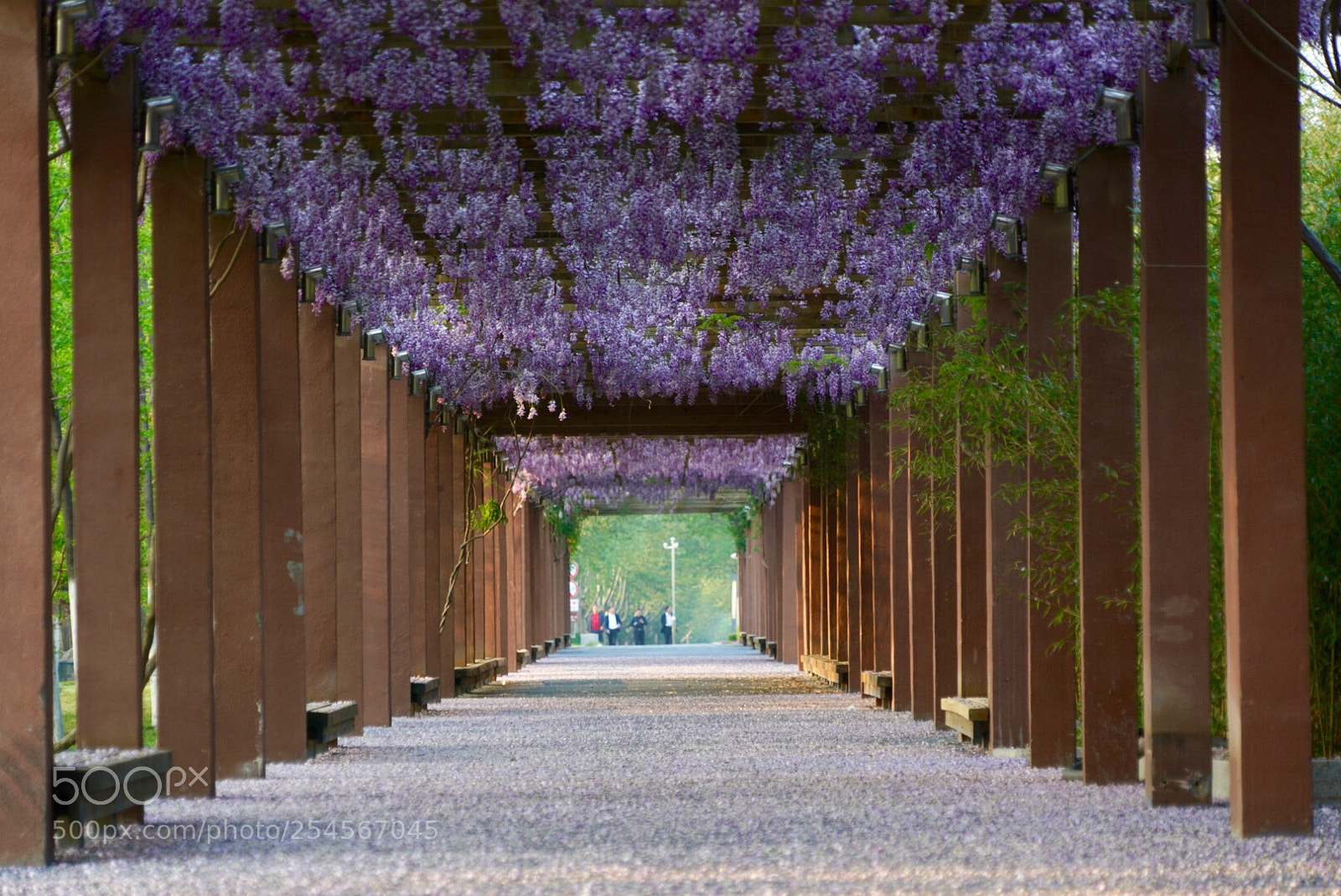Sony a7R III sample photo. 紫藤长廊 photography