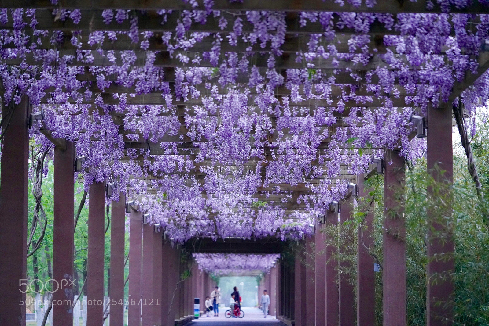 Sony a7R III sample photo. 紫藤长廊 photography