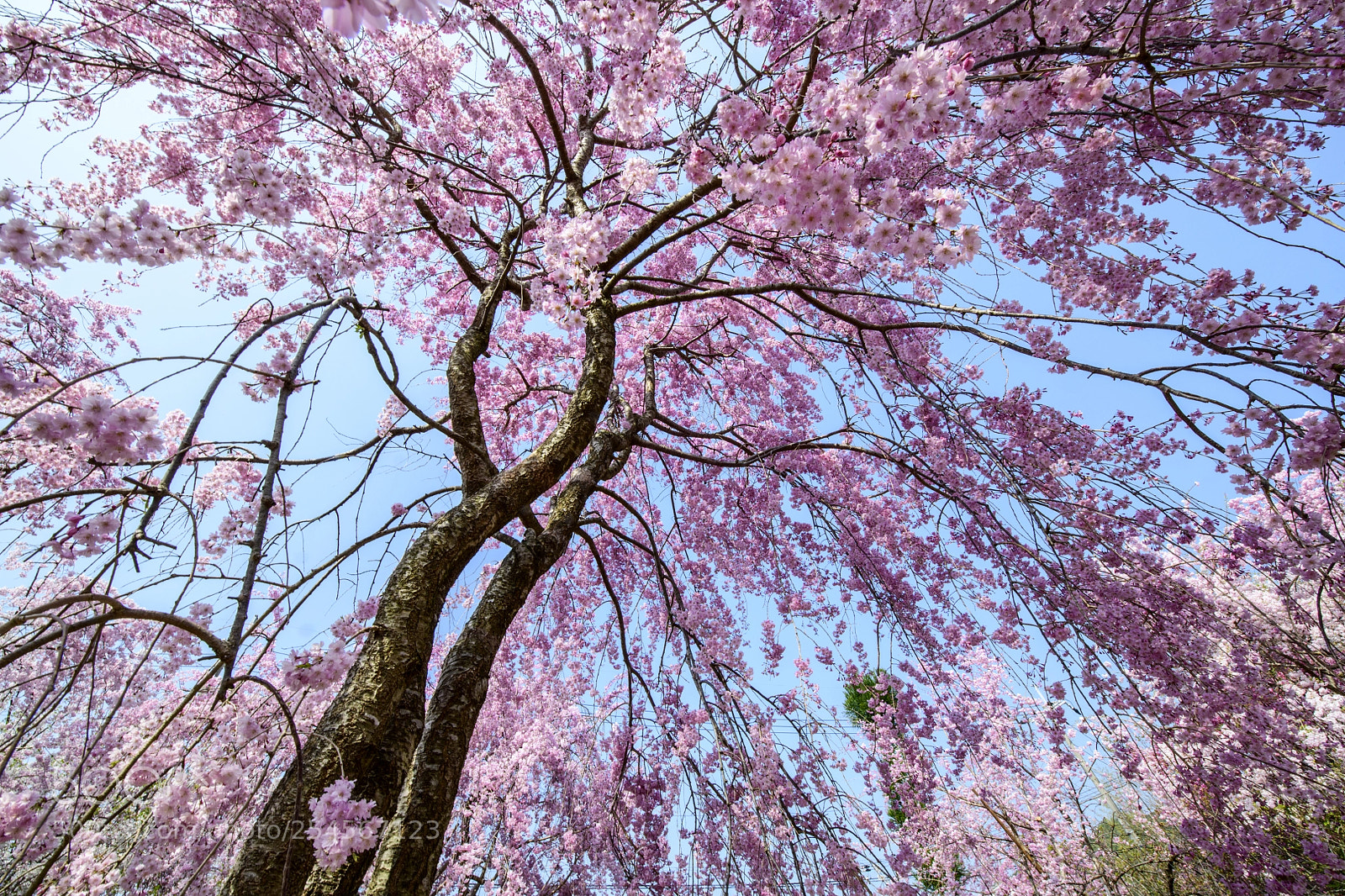 Nikon D850 sample photo. Sakura garden, haradani-en (原谷苑) kyoto photography