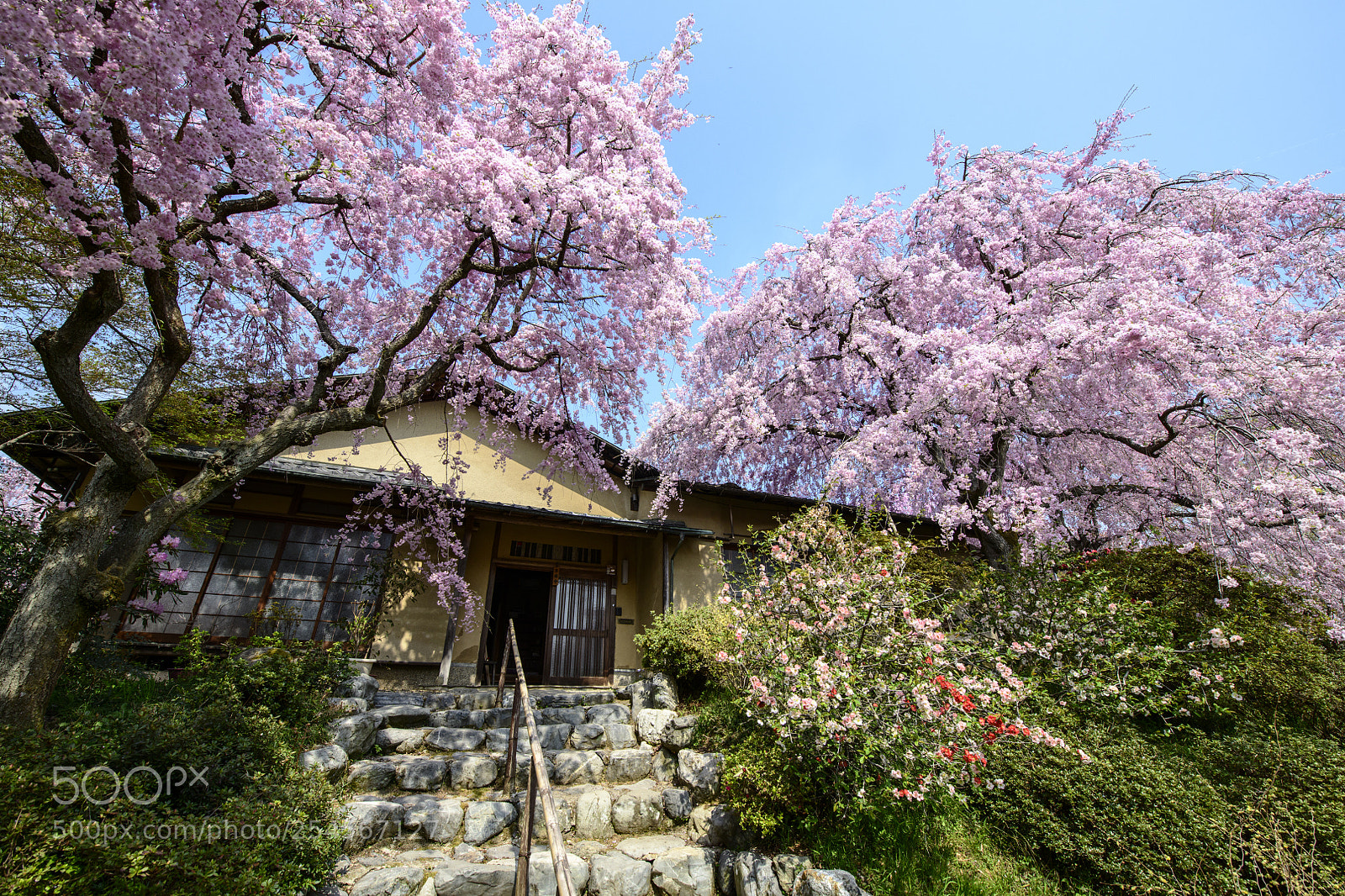 Nikon D850 sample photo. Sakura garden, haradani-en (原谷苑) kyoto photography