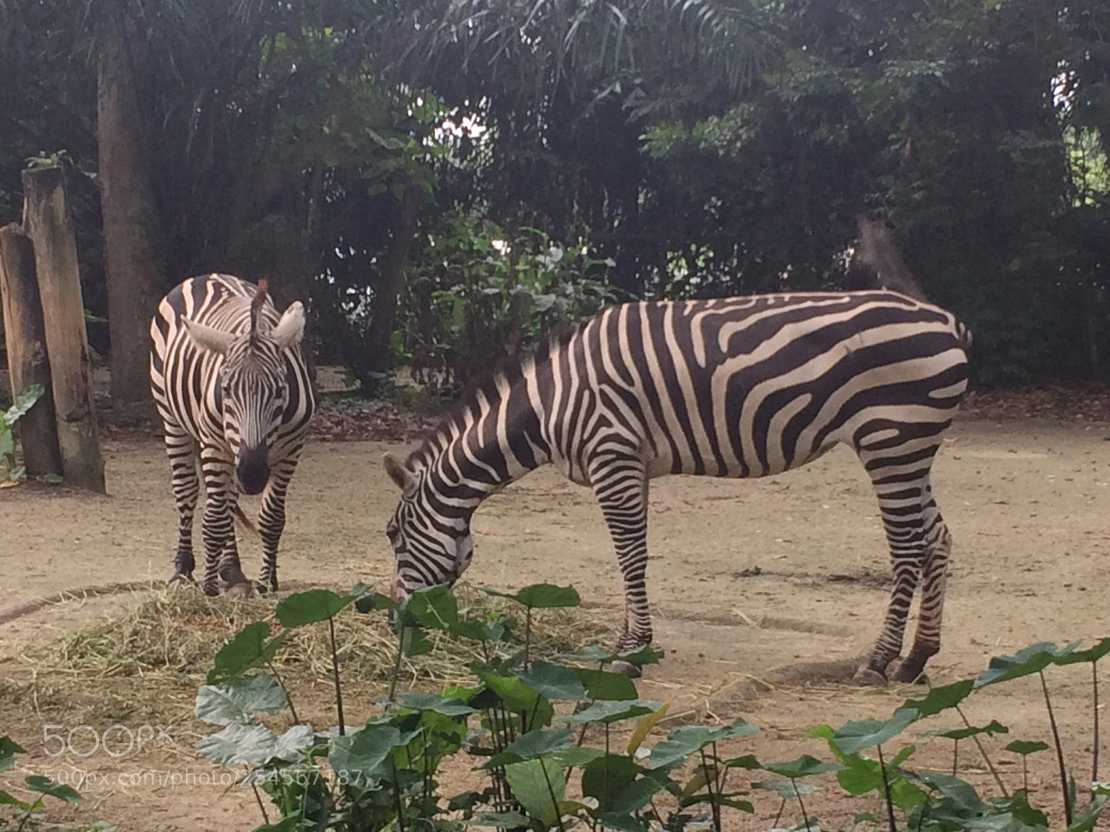 Apple iPhone 5s sample photo. Zebras eating grass photography